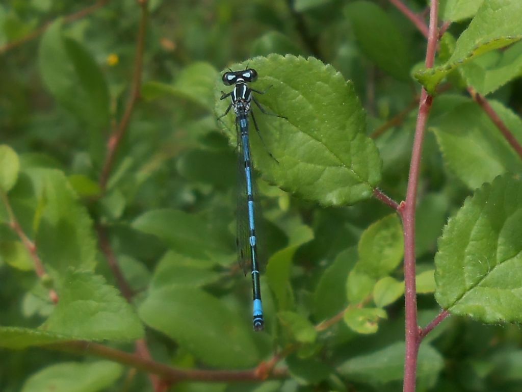 coenagrion dubbio: C. puella un po'' insolito